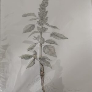 Redroot Pigweed #3,