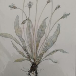 Ribwort Plantain #3