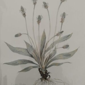 Ribwort Plantain#1