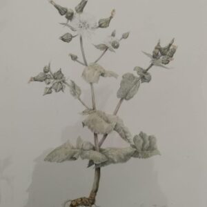 Sow Thistle